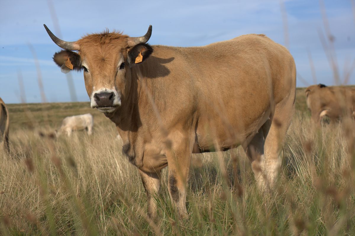 vache aubrac
