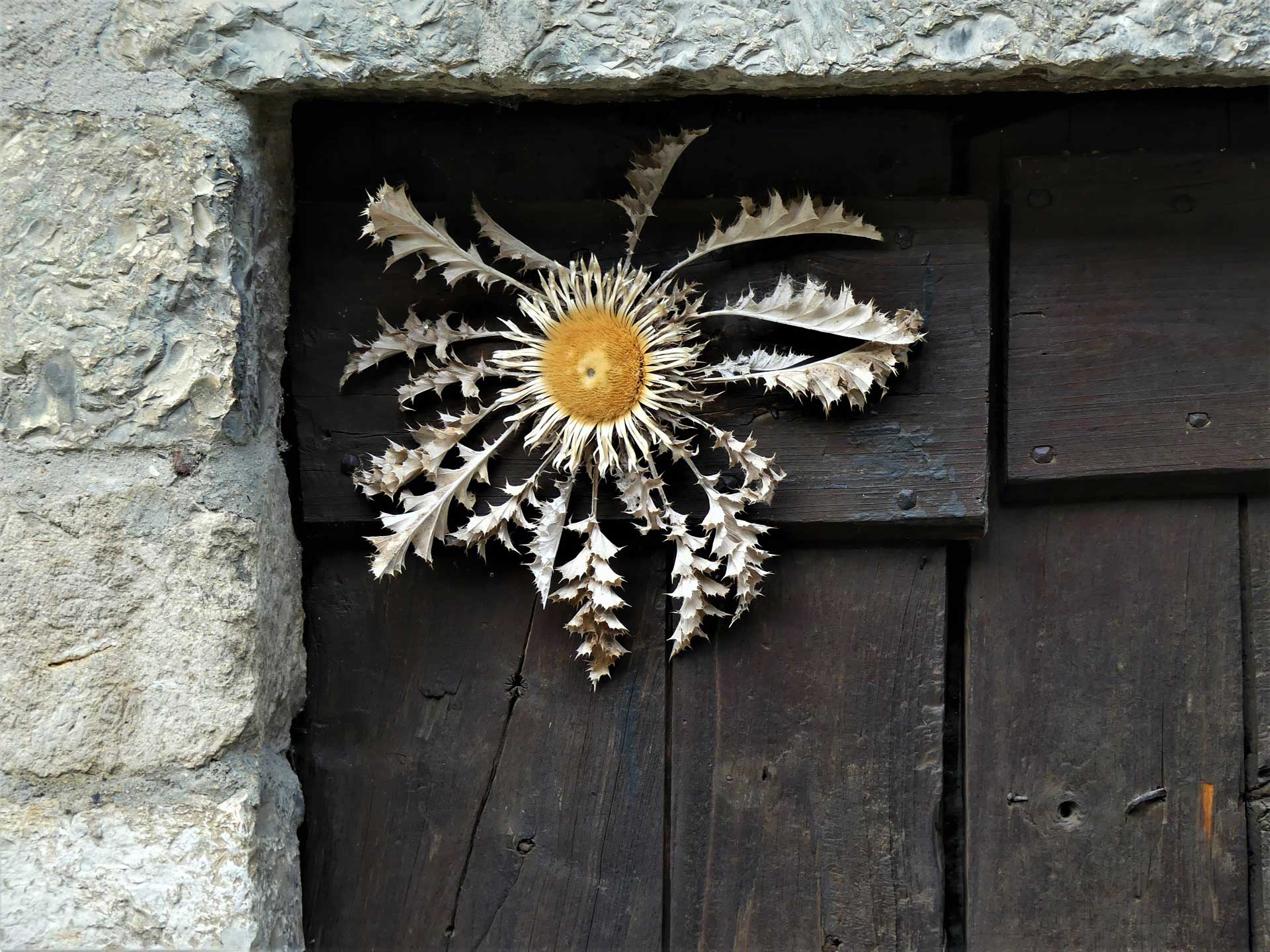 cardabelle st guilhem